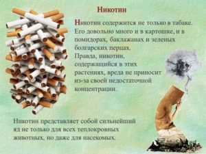 Nikotin v sostave sigaret
